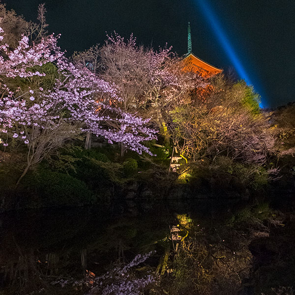 京都／清水寺さんの夜間特別拝観