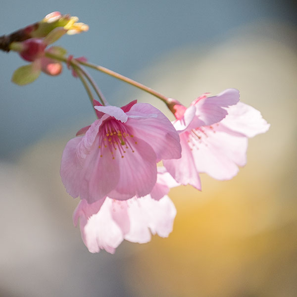 大阪府立大手前高等学校前の桜「陽光」が満開です。