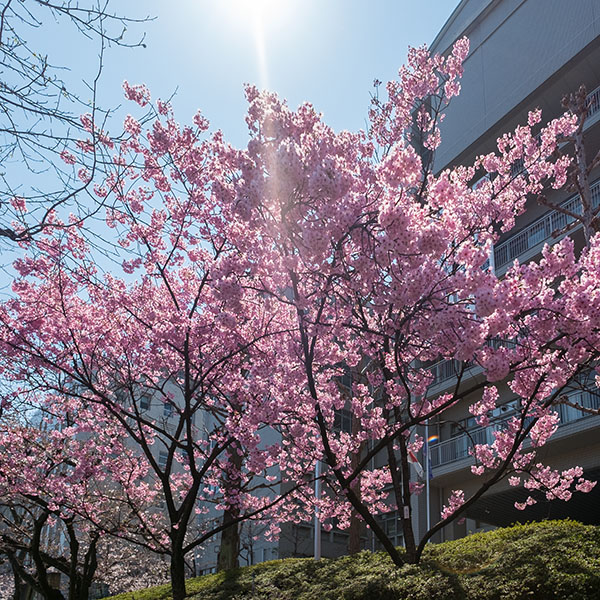 大阪府立大手前高等学校前の桜「陽光」が満開です。