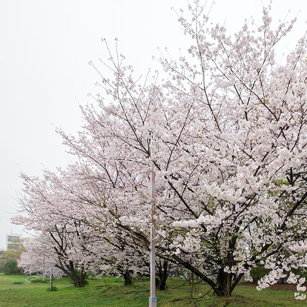 雨の大阪ビジネスパーク周辺＆難波宮跡公園の桜