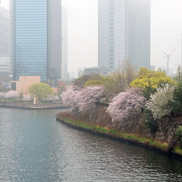 雨の大阪ビジネスパーク周辺＆難波宮跡公園の桜