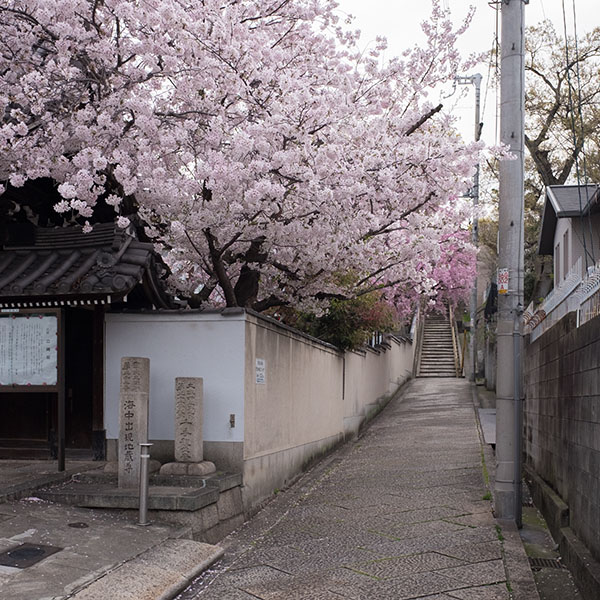 桜の写真を追加で投稿致します。