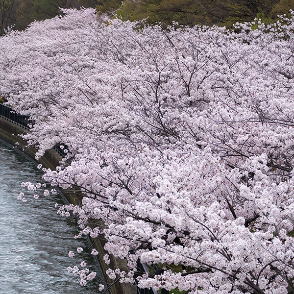 桜の写真を追加で投稿致します。