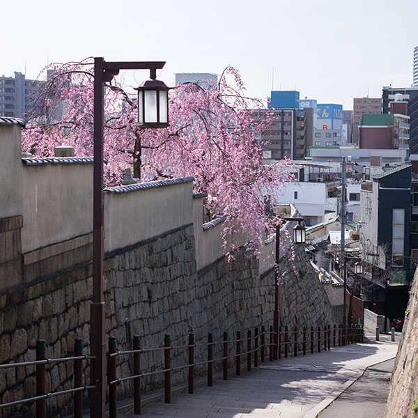 天王寺七坂の一つ「清水坂」の枝垂れ桜