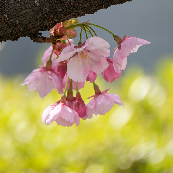 「陽光」という品種の桜