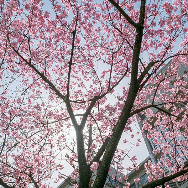 「陽光」という品種の桜
