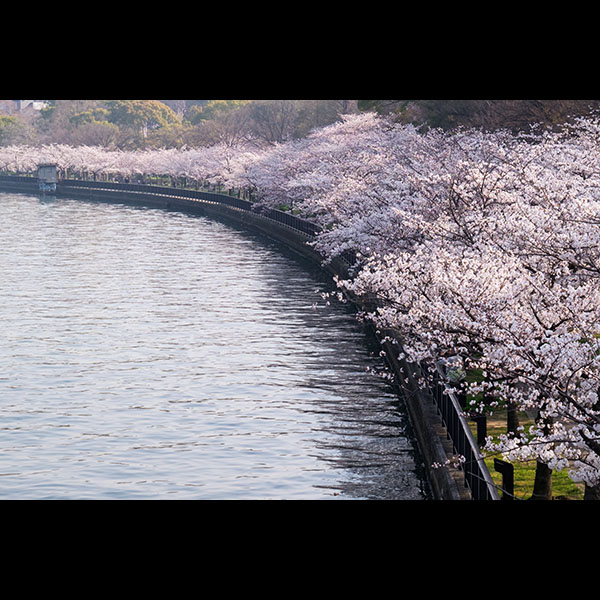 桜之宮公園の桜が満開です。
