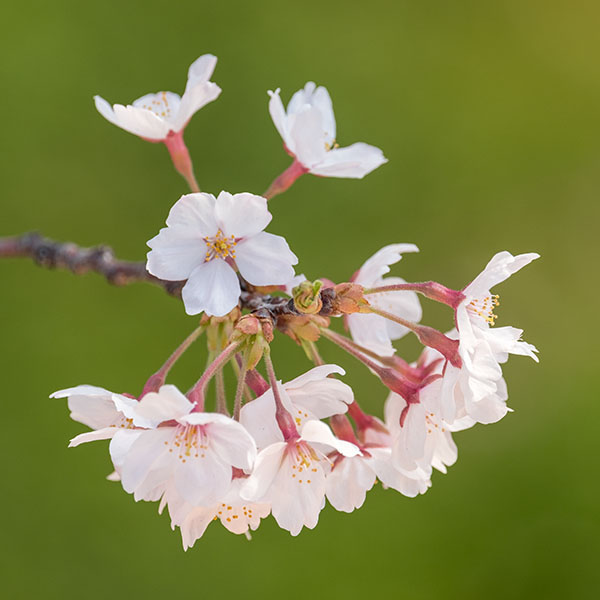 桜之宮公園の桜が満開です。