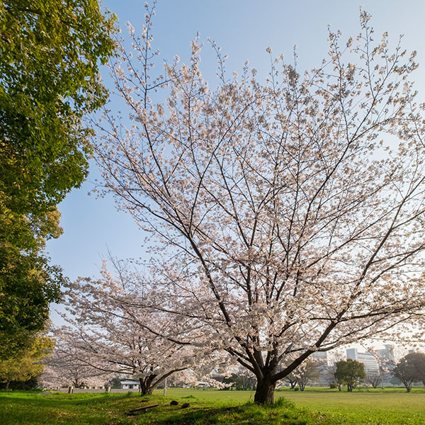 難波宮跡公園の桜も満開です。
