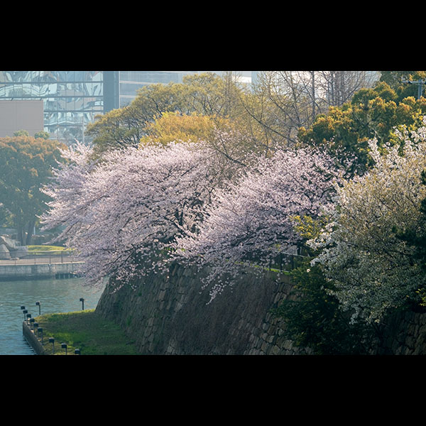 桜之宮公園（と、その周辺）の桜