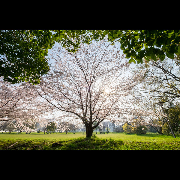 桜之宮公園のソメイヨシノ