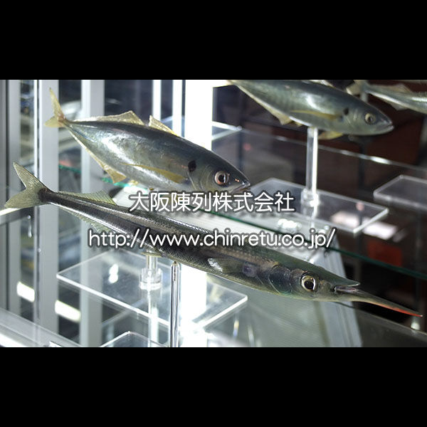 当社ショールームに展示／精巧な魚の模型