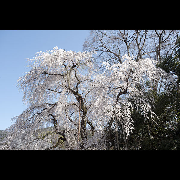 京都／醍醐寺さんの枝垂れ桜（その1）