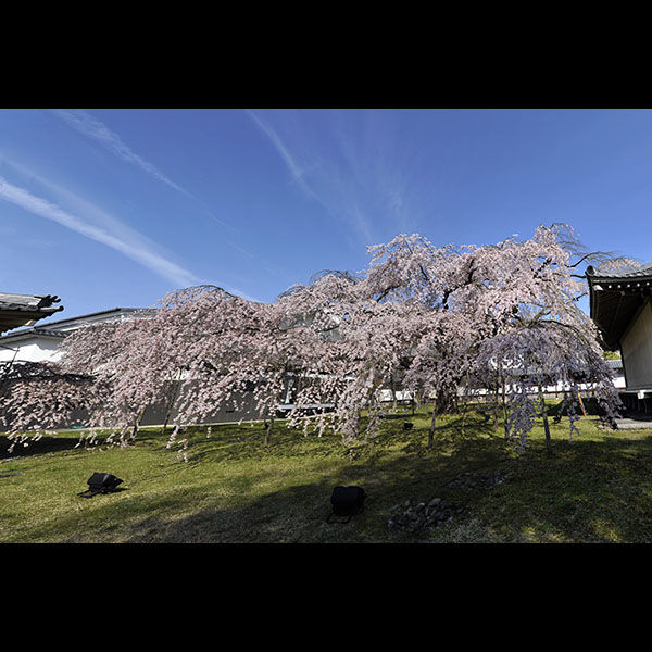京都／醍醐寺さんの枝垂れ桜（その1）