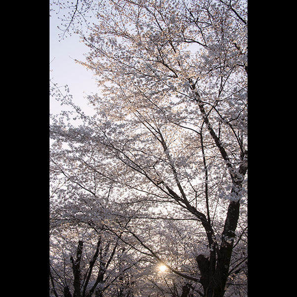京都「平野神社」さんの桜