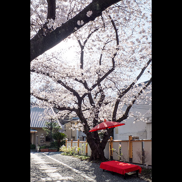 当社から徒歩15分の「光傳寺」さんの桜