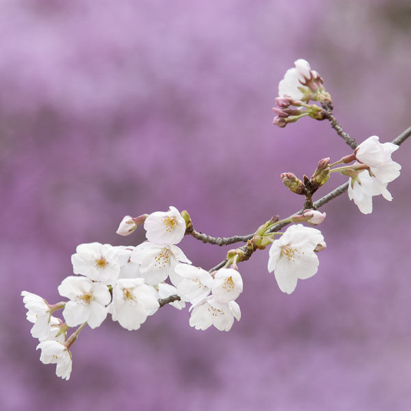桜の写真（最後の一枚）