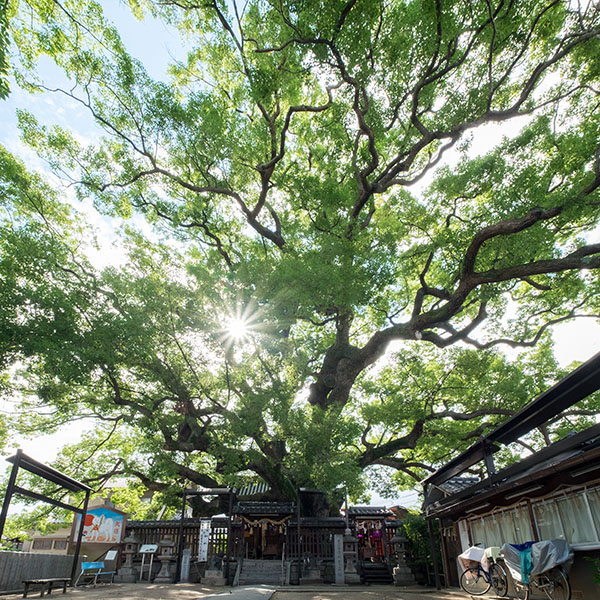 大阪最大の幹周＆国の天然記念物／三ツ島神社の「薫蓋樟」